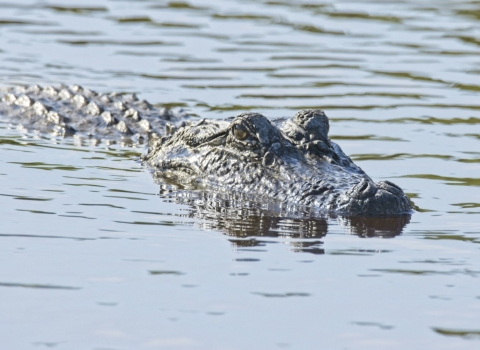 American alligator swimming in the water