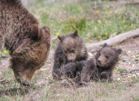 Grizzly bear sow and two cubs