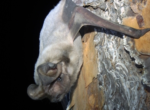A Florida bonneted bat rests on a tree trunk.