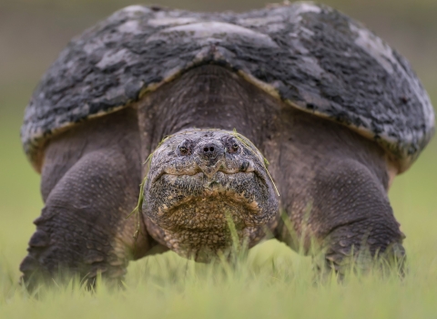 Common snapping turtle looking at the camera while standing on green grass
