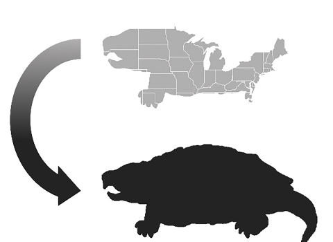 Infographic showing an analogy of fragmented management and conservation on freshwater turtle species.