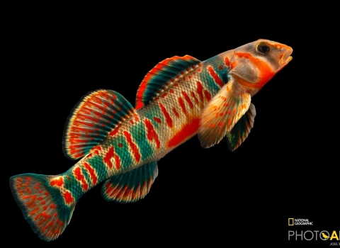 a vibrant orange and blue fish with a contrasting black background