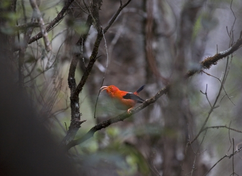 An ʻiʻiwi stands on a brank. It has bright red feathers with black wings. Its long, curved beak is open. 