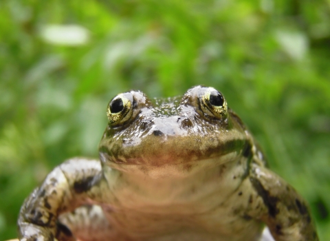 A columbia spotted frog looks into a camera with a green background behind them