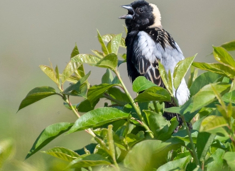 A bobolink bird sits in a shrub, its beak is open as it sings. 