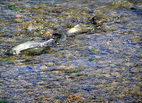 silvery fish known as clear like hitch spawning in very shallow waters