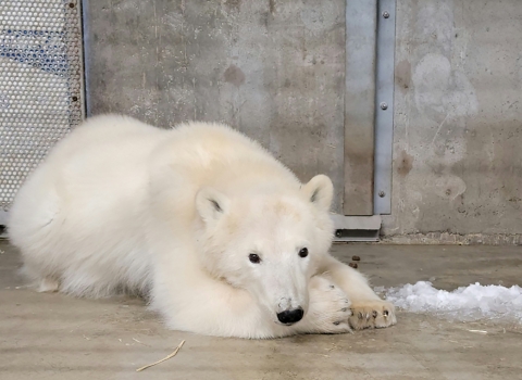 a white bear resting its head on its paw in an enclosure