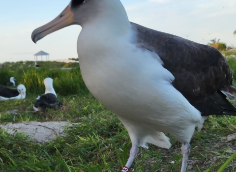 Wisdom, the world's oldest banded bird