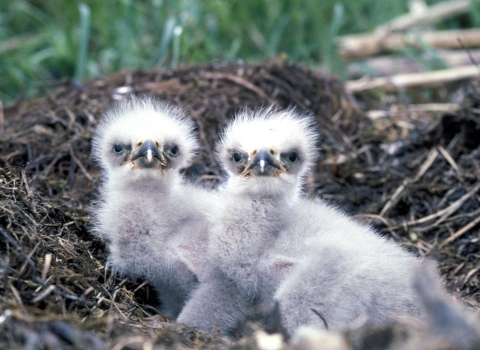 Two bald eagle chicks look into camera from their nest.