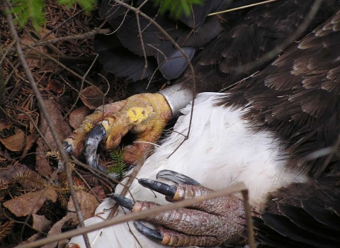 A close up of the talons of a dead banded bald eagle in leaf litter