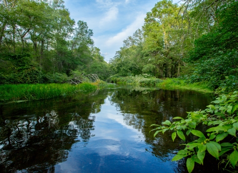 A river bordered by green shrubs and trees and a blue sky with white clouds reflected in the water's surface