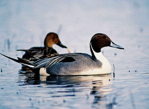 Pintail pair side by side slowly moving through the water.