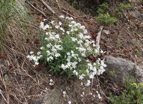A plant with small white flowers on a hillside