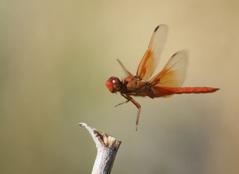 Close-up of a red dragonfly hovering over a branch.