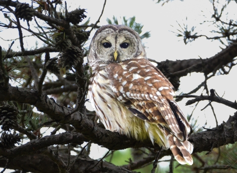 barred owl perched in a pine tree