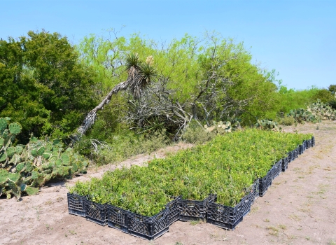 Seedlings in crates ready to be planted as part of a thornscrub habitat restoration project at Laguna Atascosa National Wildlife Refuge