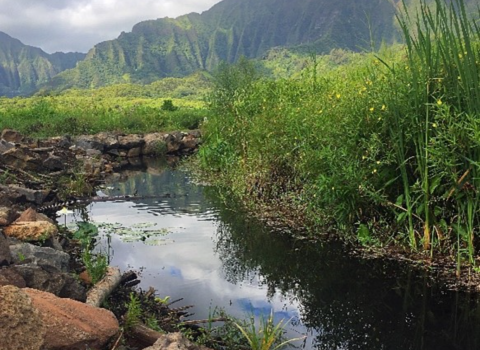 He‘eia wetland watershed on O‘ahu’s eastern coast with mountains in the background. 