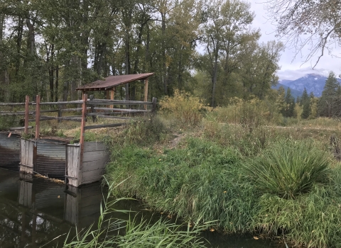 A wooden water control structure on the riparian shore of North Burnt Fork Creek 
