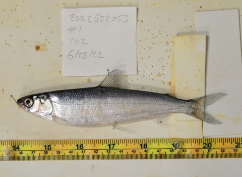fish laid near measuring tape