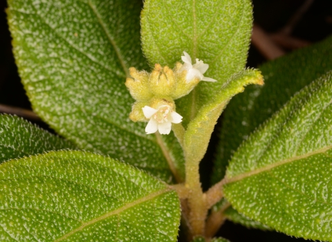 a green plant with white flowers