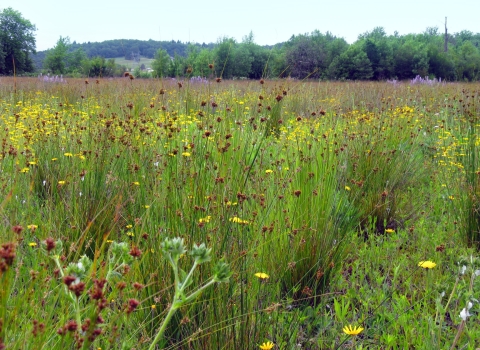 Restored prairie at West Eugene Wetlands is home to over 200 species of wildflowers, plants, birds, and animals, including Fender’s blue butterfly, Kincaid’s lupine, Willamette daisy, and the recently recovered Bradshaw’s lomatium