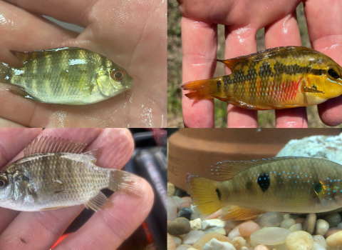 Juvenile Cichlids caught in South Florida Canal 