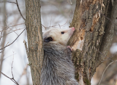 Virginia opossum resting between a tree trunk and a vertical tree branch