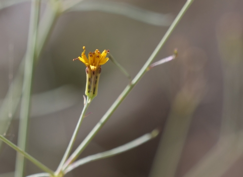 A small yellow flower on a thin green stalk in the foreground, with blurred stalks in the background.