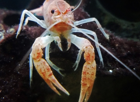 A pale coral-colored Miami cave crayfish faces the camera while underwater.