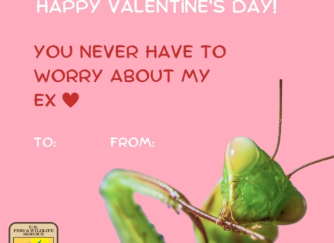 Photo text reads: “Happy Valentine’s Day! You never have to worry about my ex (heart emoji)”. A praying mantis is featured in the lower righthand side of the image. It is a close-up shot, and the insect looks slightly playful.