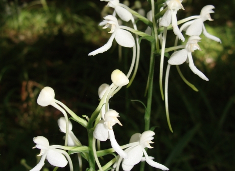 A close up photograph of twoWhite Fringeless Orchid