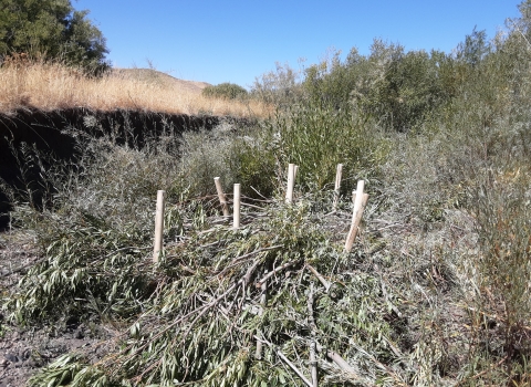A pile of brush in a dry streambed can be seen with 8 wooden stakes in the middle of the pile