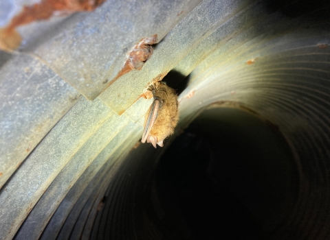 Bat handing from the inside top of a metal culvert
