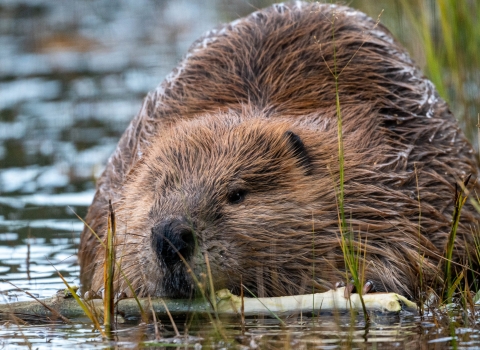 A beaver chews on a stick while sitting in a pond