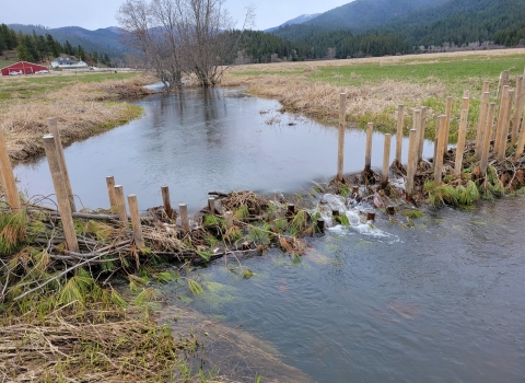 A human made structure in a river with wooden posts and woody debris