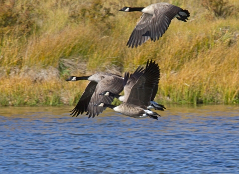 Canada Geese flying over Culver Pond