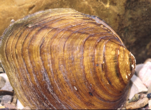 Freshwater mussel shell