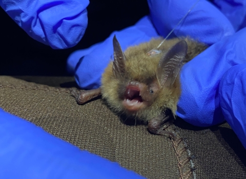 A female northern long-eared bat is fitted with a transmitter by biologists