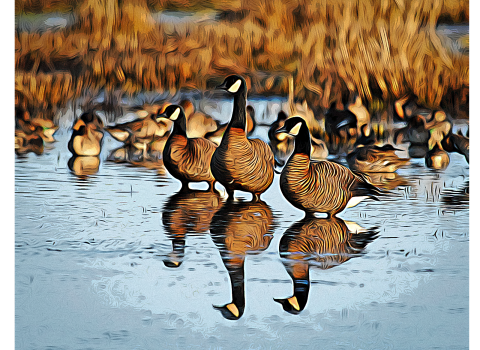 Picture of geese standing in water at William L. Finley National Wildlife Refuge.