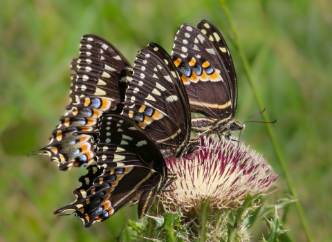A black butterfly with iridescent blue perches on a spray of purple, pom-pom-shaped flowers