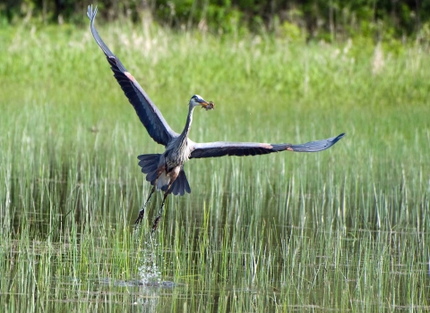 a large bird with outstretched wings flies low over a grassy wetland