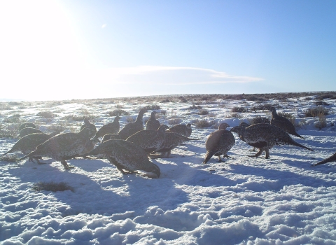 Sage grouse in Wyoming standing in snow and engaging in geophagy, which means eating dirt.