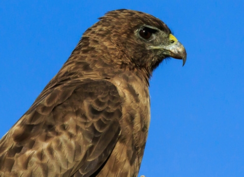 The profile of an ʻio. It has different shades of brown feathers, from light, sandy brown to a dark oak. It also has a yellow beak and large black eye.