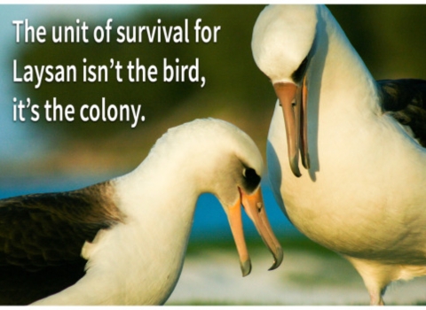 Two Laysan albatross bow to each other on a beach