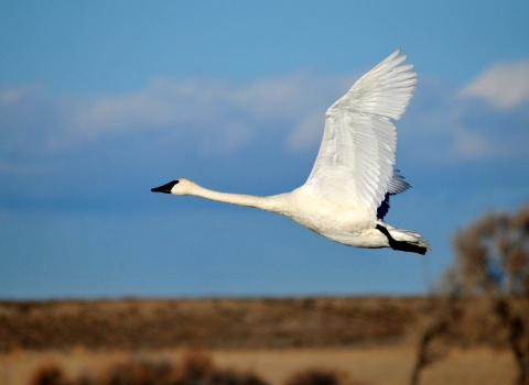 A side profile of a Trumpeter swan mid-flight with wings stretched out wide and a equally long neck out stretched in front.. 