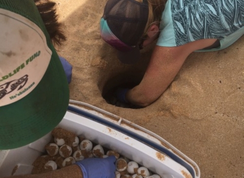 Volunteers dig through the sand to rescue turtle eggs. 