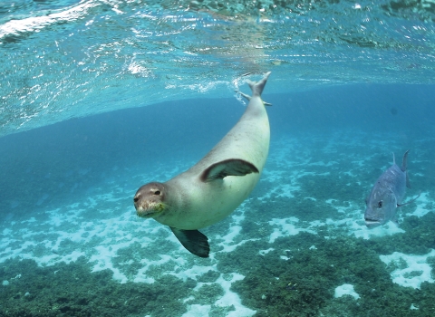 A Hawaiian monk seal swims beneath the surface of the ocean. 