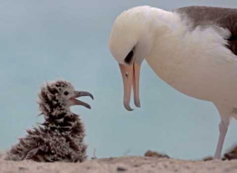 An albatross parent and a small fluffy chick on the beach.