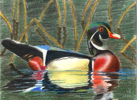 Male Wood Duck Composition in Colored Pencils 