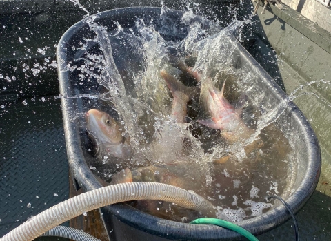 Invasive carp in tub on boat